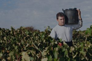 Vino tinto ribera del duero