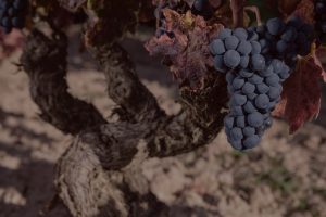 las mejores bodegas españolas