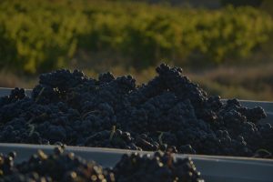 Vino tinto rioja