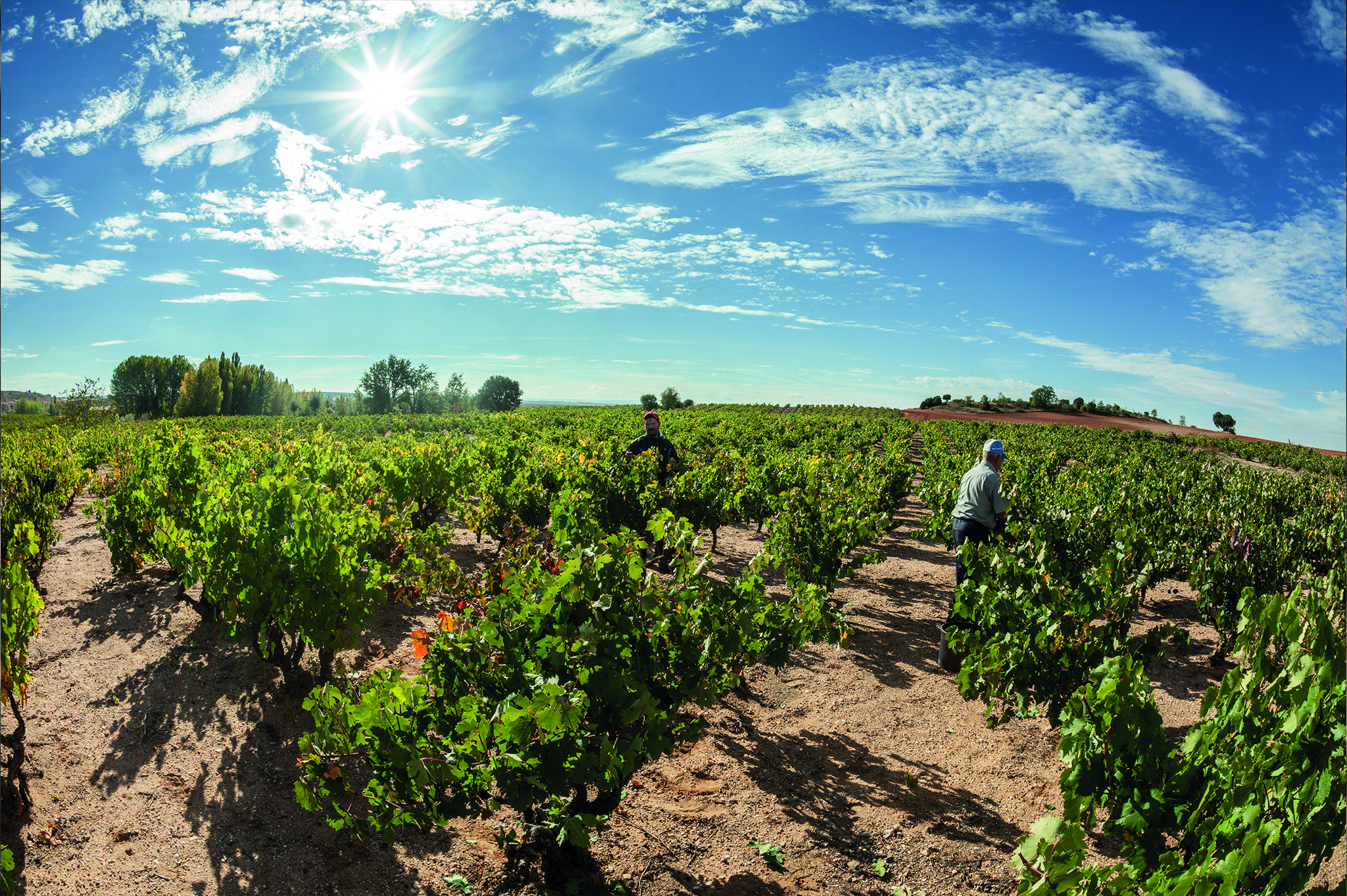 Anier Vendimia Seleccionada 2012 makes itself a space the “Guide of the best non-perishable foods and drinks from Spain”