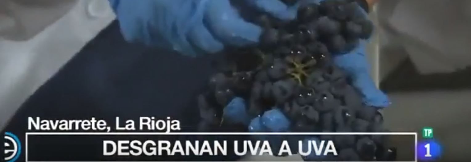 TVE vendimia en nuestra Bodega Valdelacierva