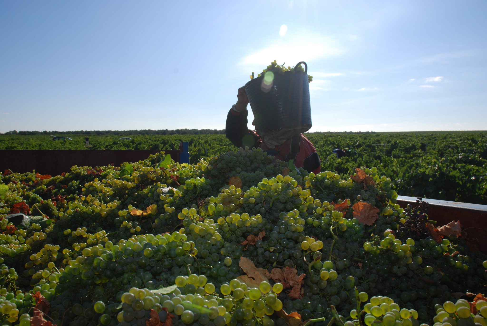 Bodegas GarciGrande se compromete con la calidad  en el vino de Rueda