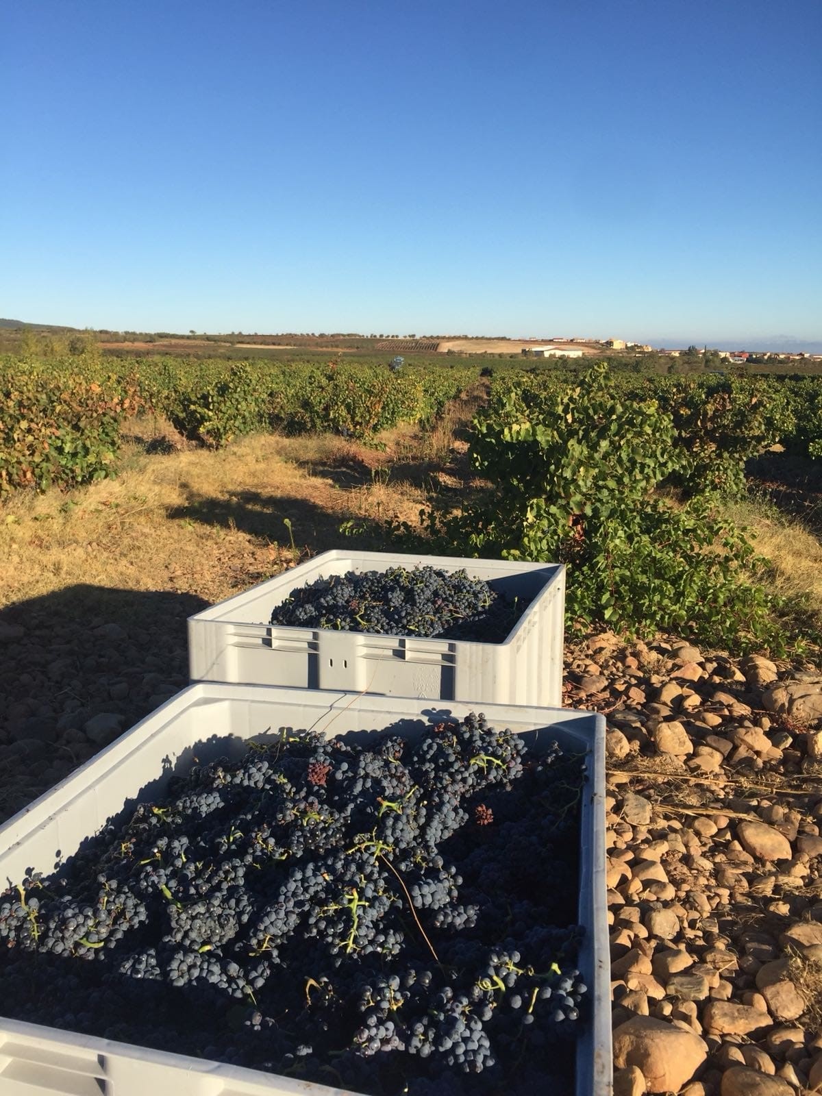 Las Bodegas Valdelacierva se sitúan como representantes perfectos de los vinos de La Rioja