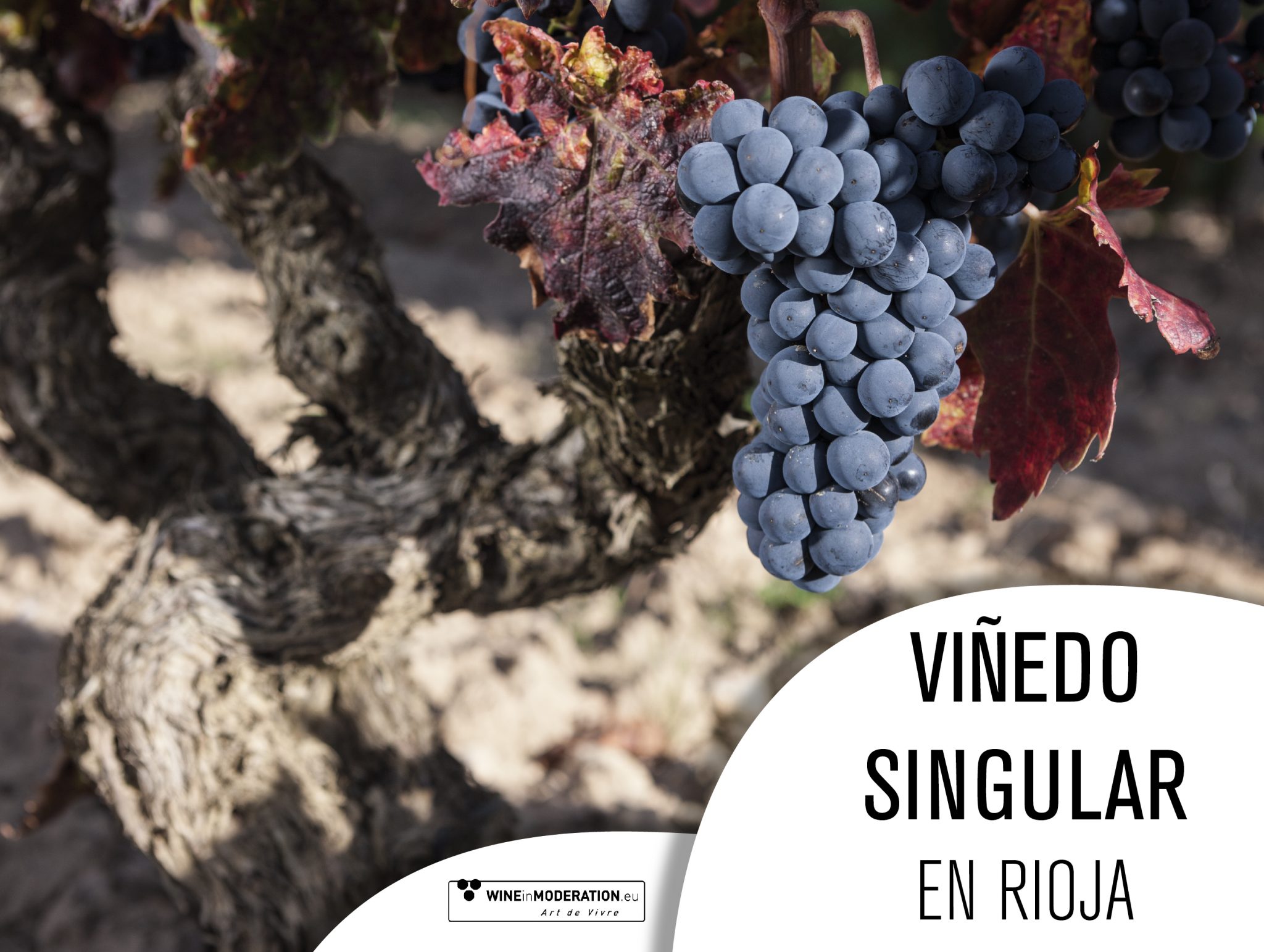 Bodegas Valdelacierva es Viñedo singular