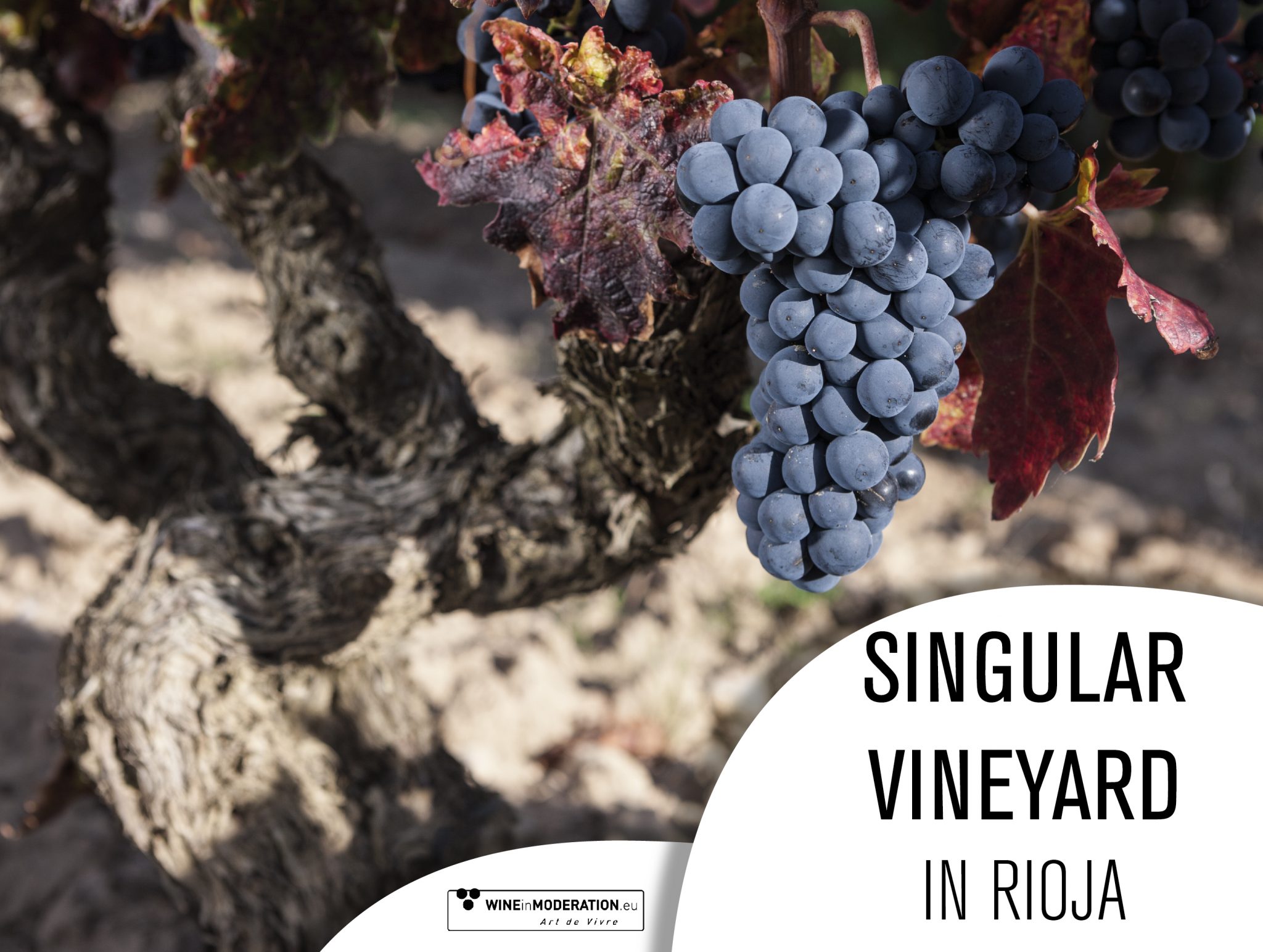 Bodegas Valdelacierva is “Singular vineyard”.