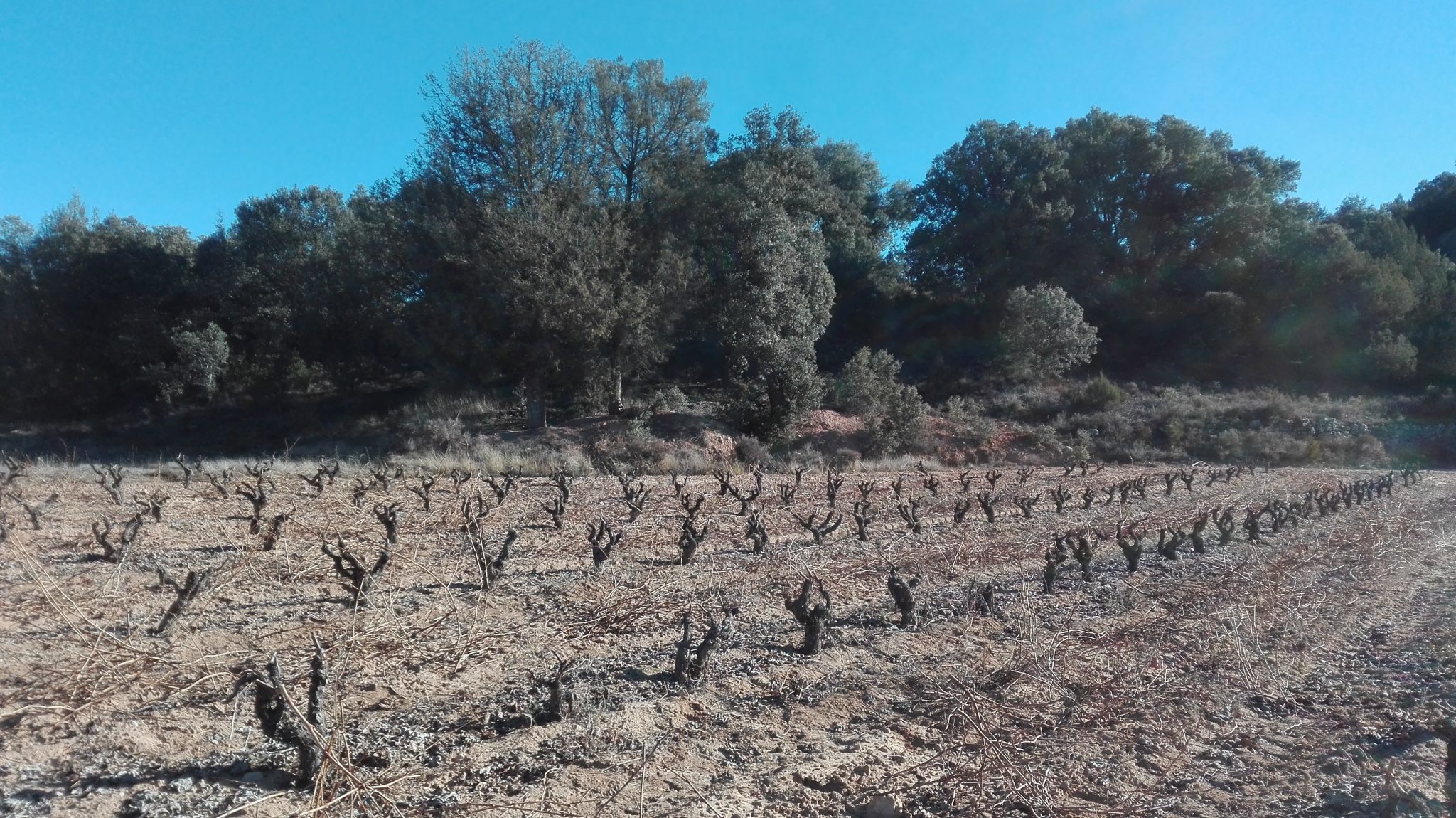 Las Bodegas Gormaz, punto de referencia de las mejores bodegas de Ribera del Duero