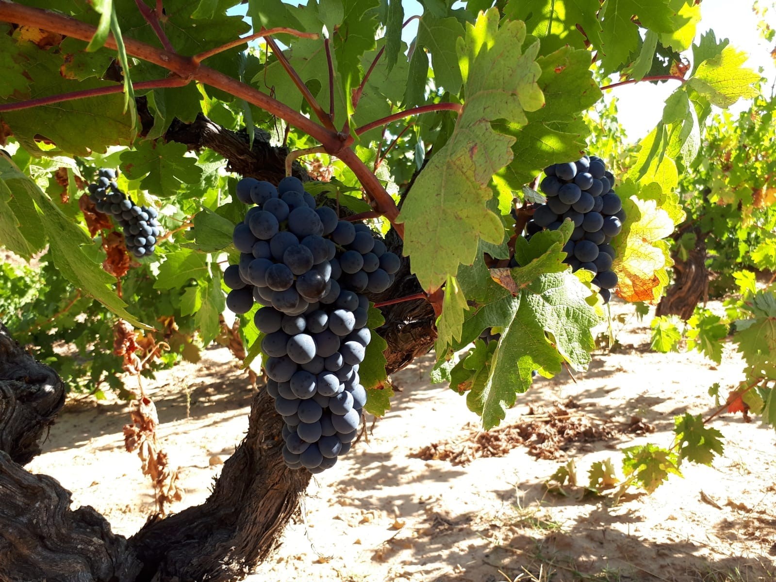 ¿Cómo se elabora un vino tinto?