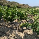 Viñedos de la rioja de bodegas Valdelacierva