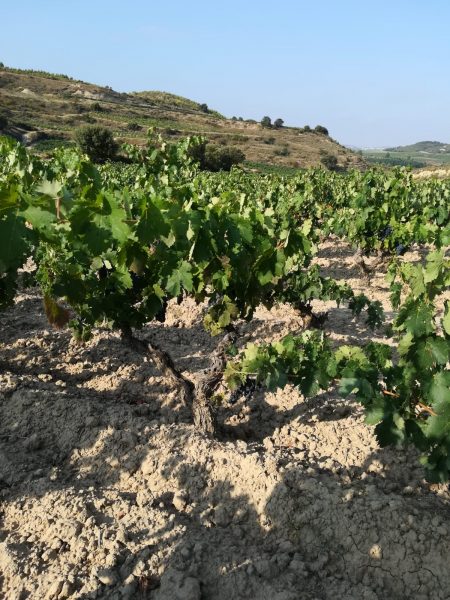 Viñedos de la rioja de bodegas Valdelacierva