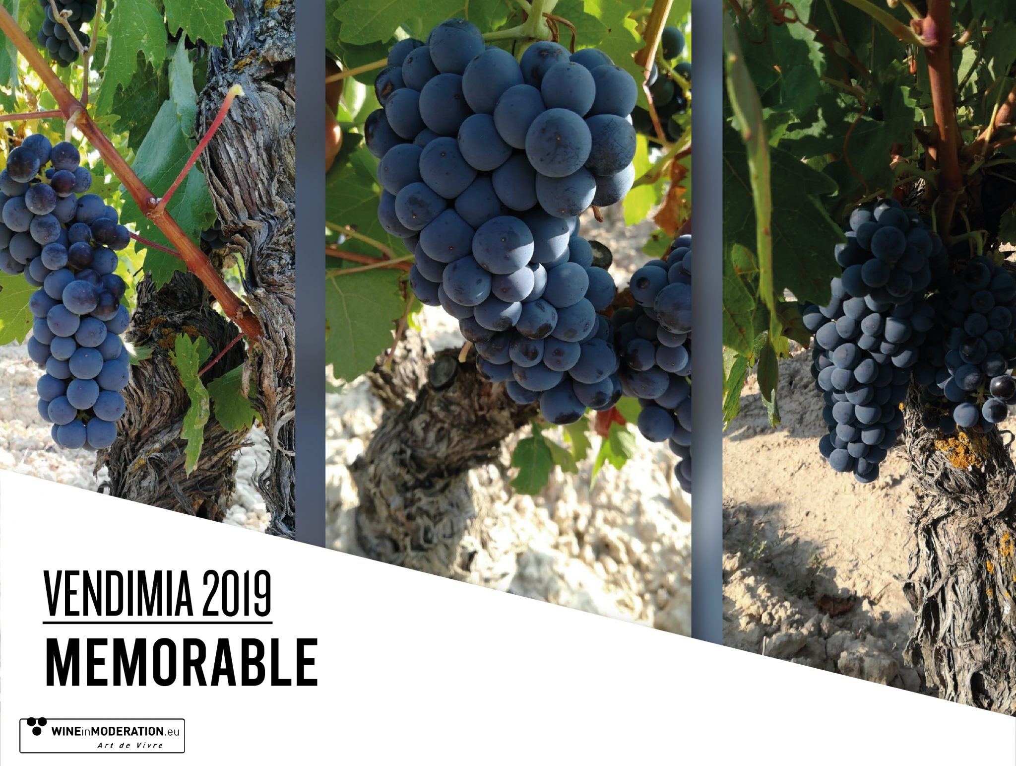 Vendimia Rioja 2019: Memorable