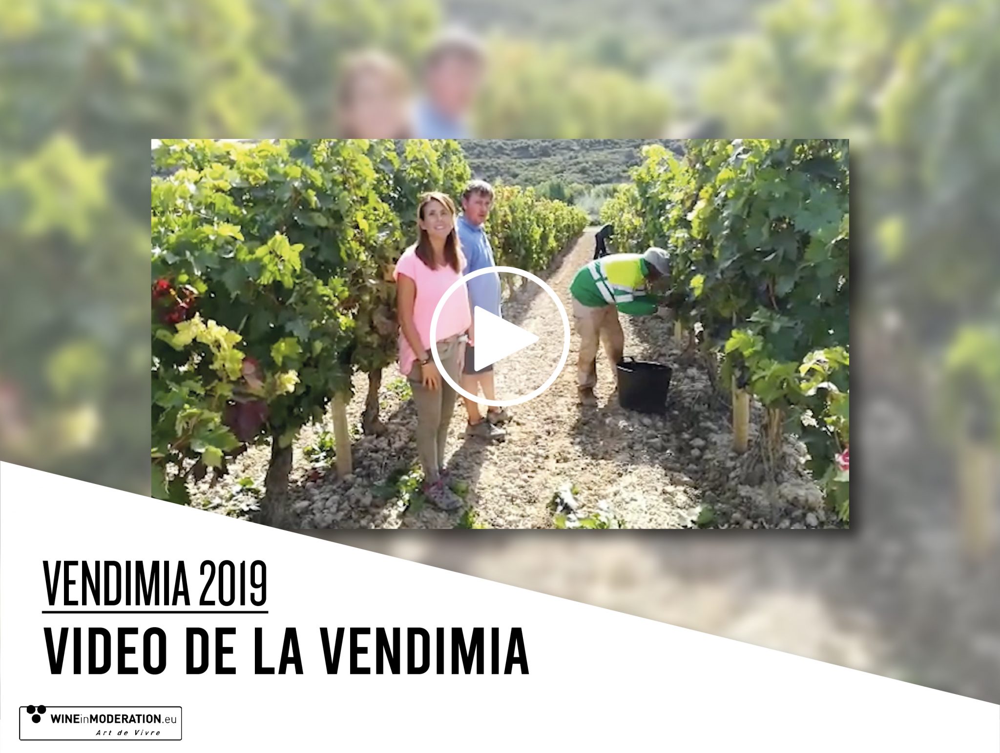 Harvest 2019 has started in Rioja