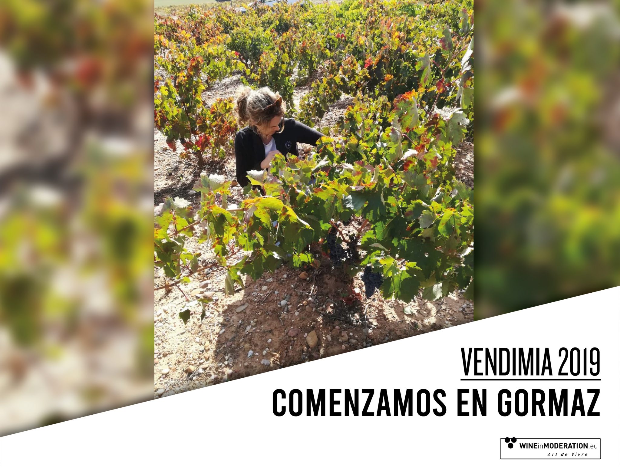 Harvest 2019- Ribera del Duero