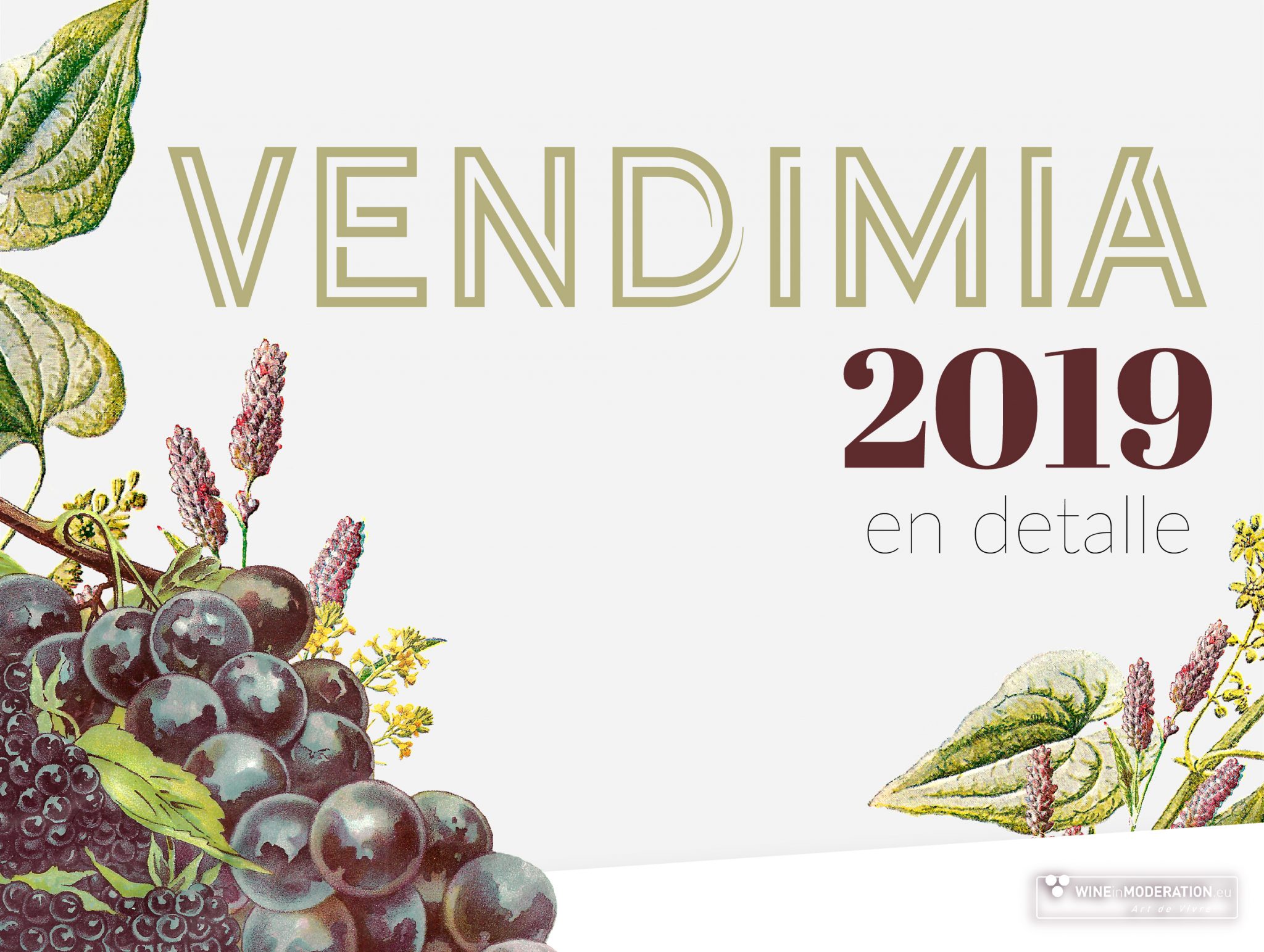 Vendimia 2019 en detalle