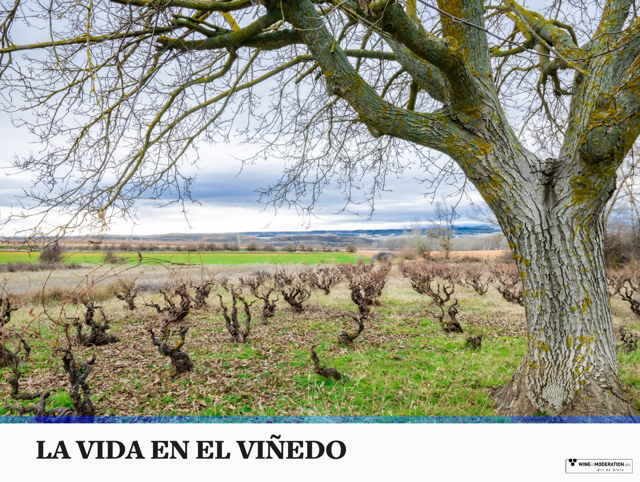 La vida en el viñedo