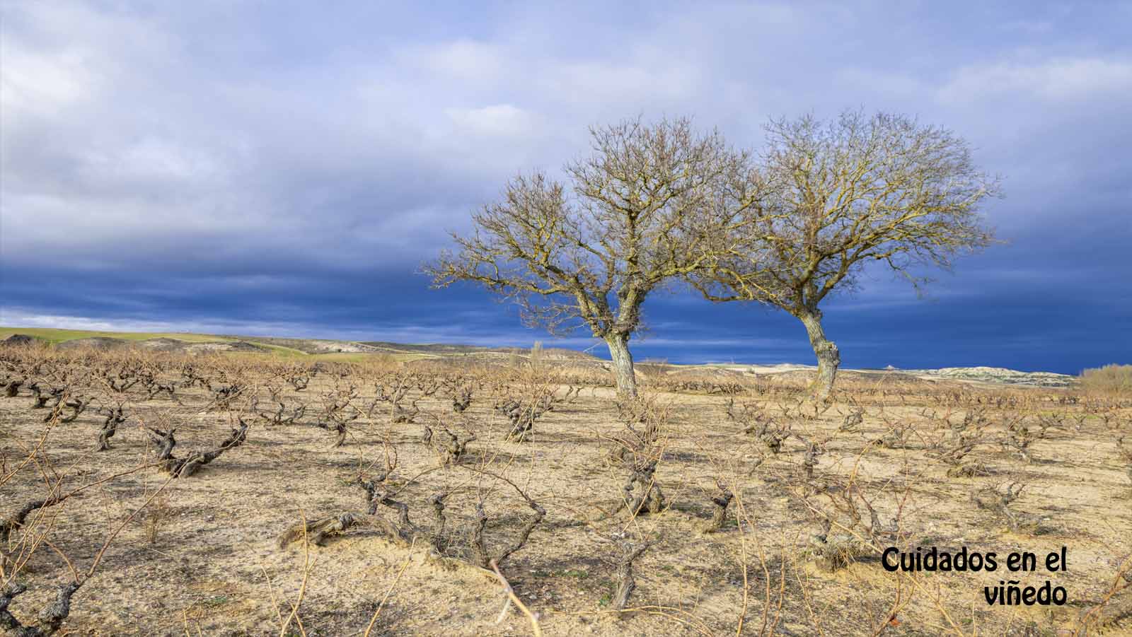 Planificación del cuidado del viñedo