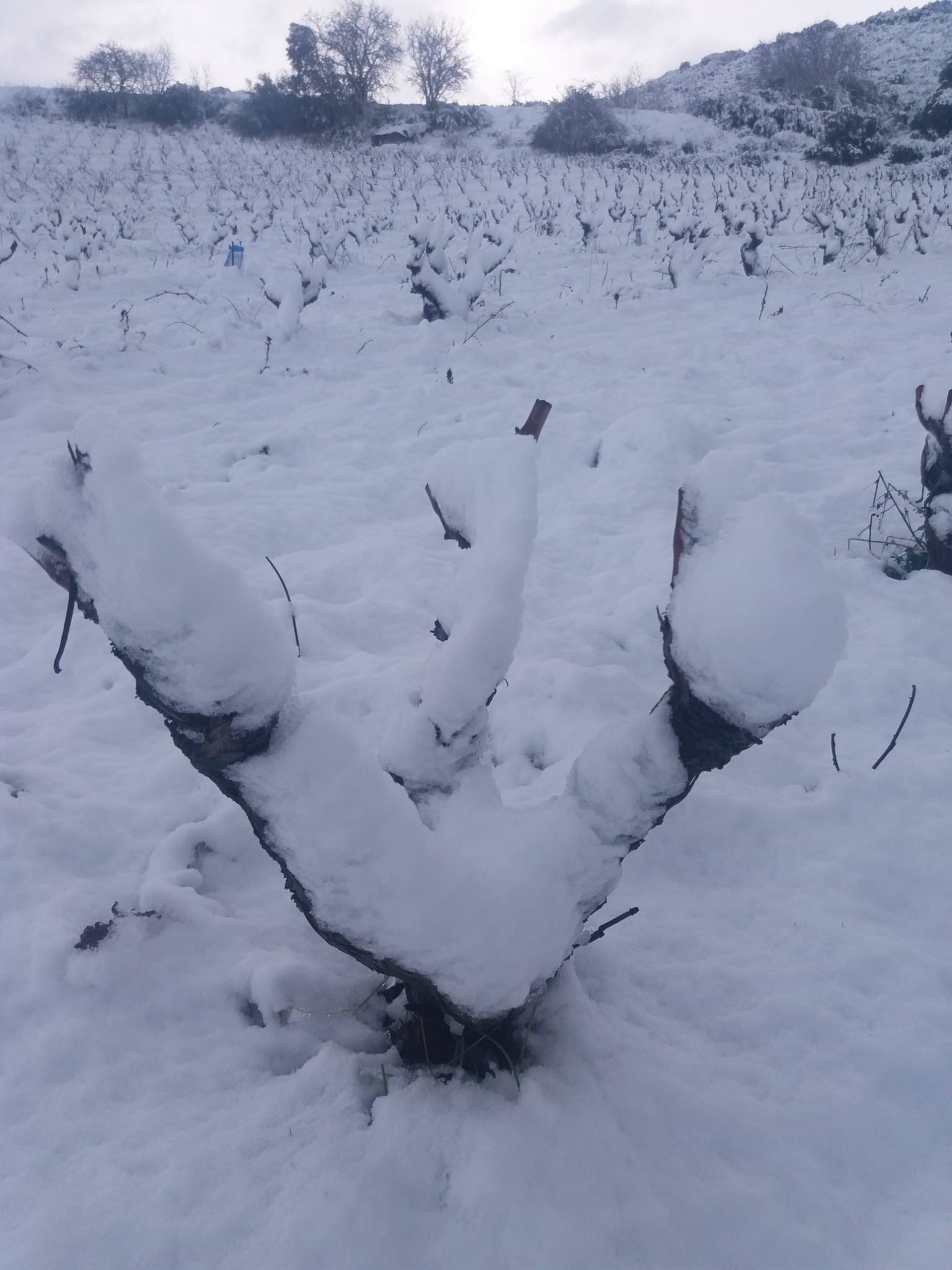 viña nevada rioja valdelacierva