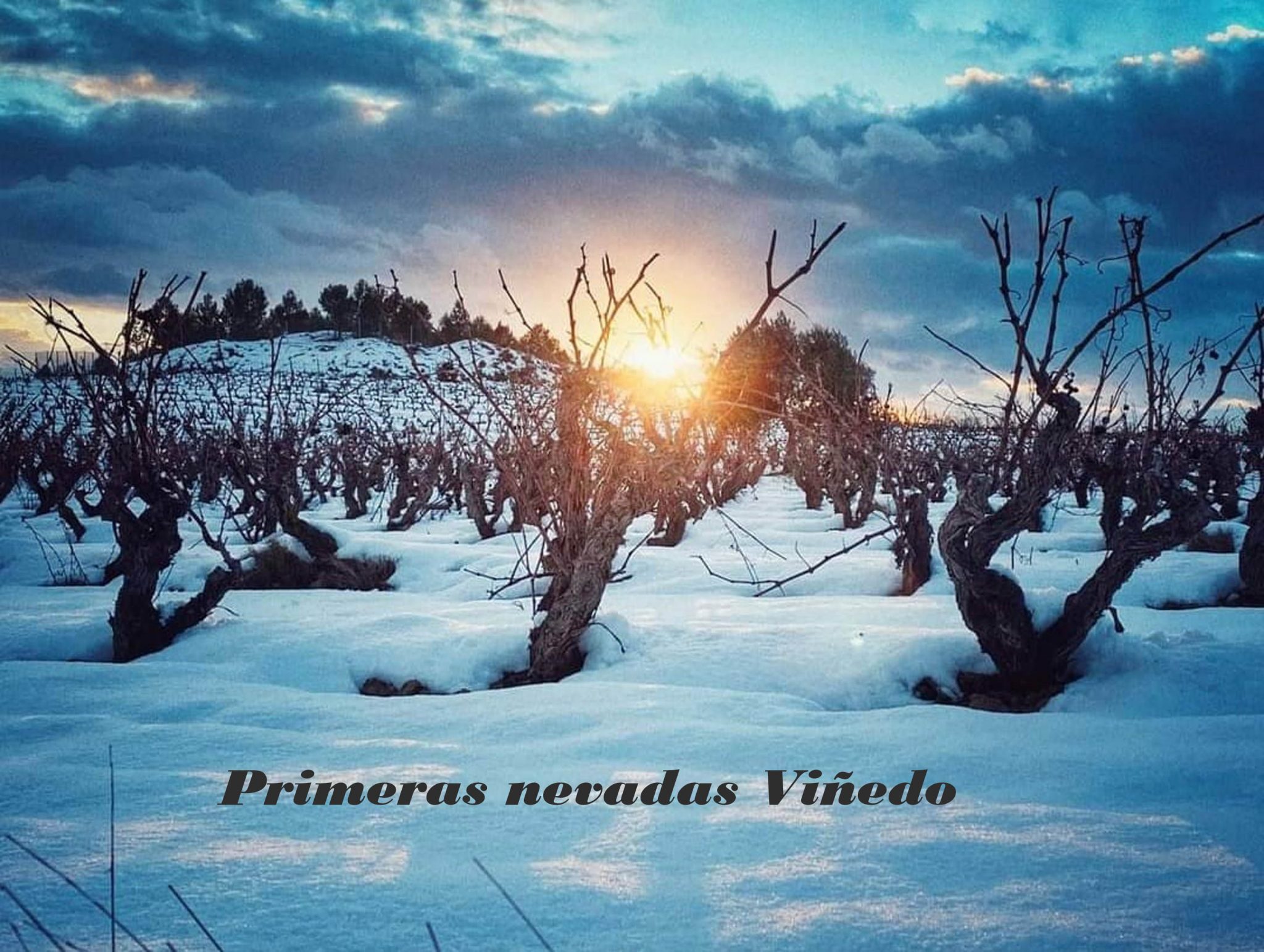 Snow in the vineyard