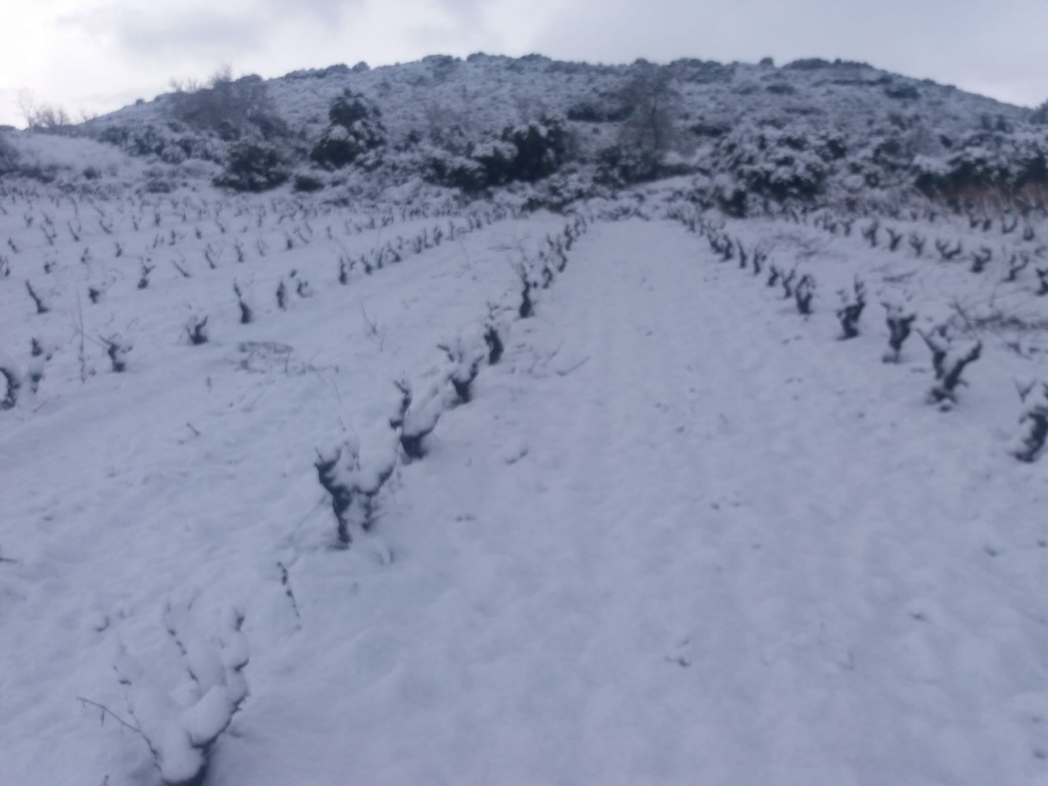 viñedo valdelacierva rioja nevado beneficios de la nieva