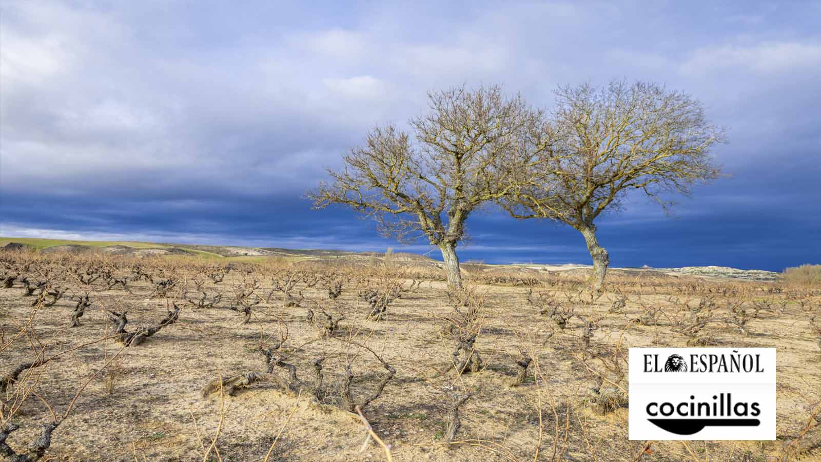 Las diferencias entre los vinos de Rioja y Ribera del Duero por Cocinillas