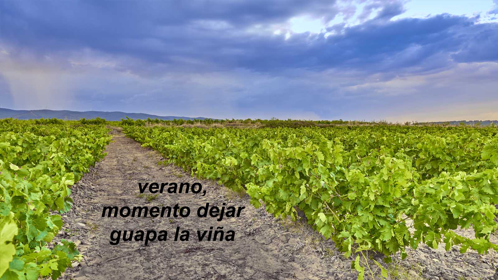 Diario viticultor – parte 5
