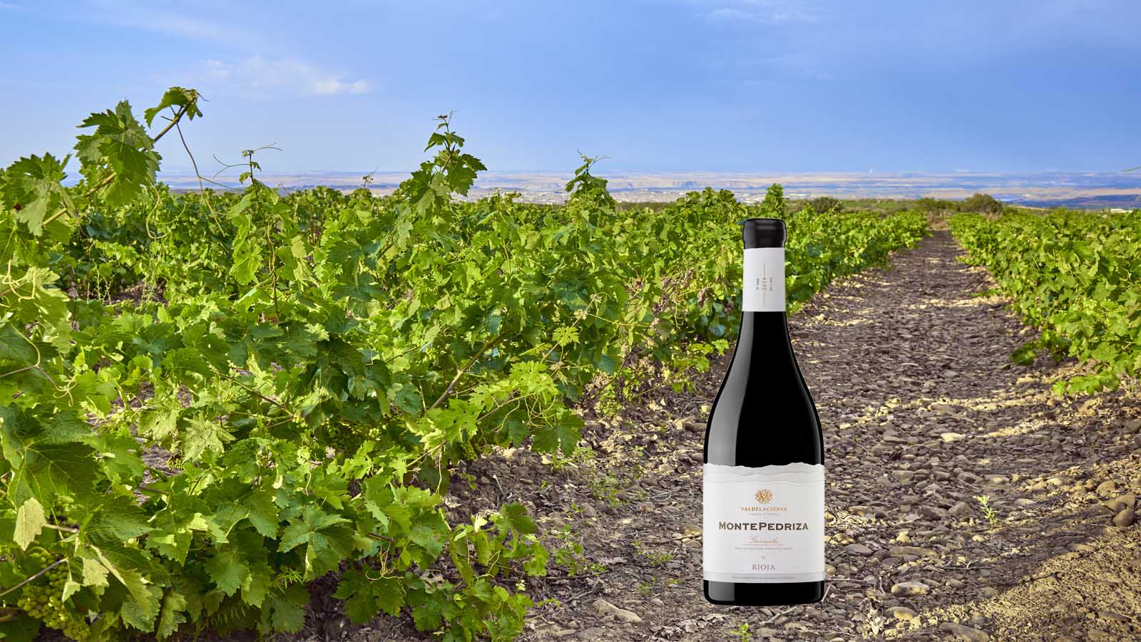 Montepedriza 2019, new wine
