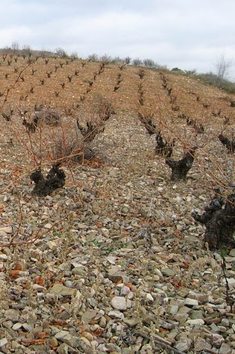 viñedo cantogordo
