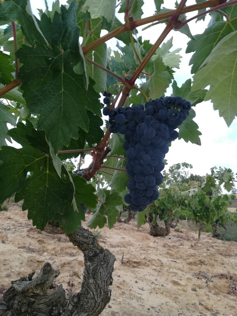 viñedo cantogordo