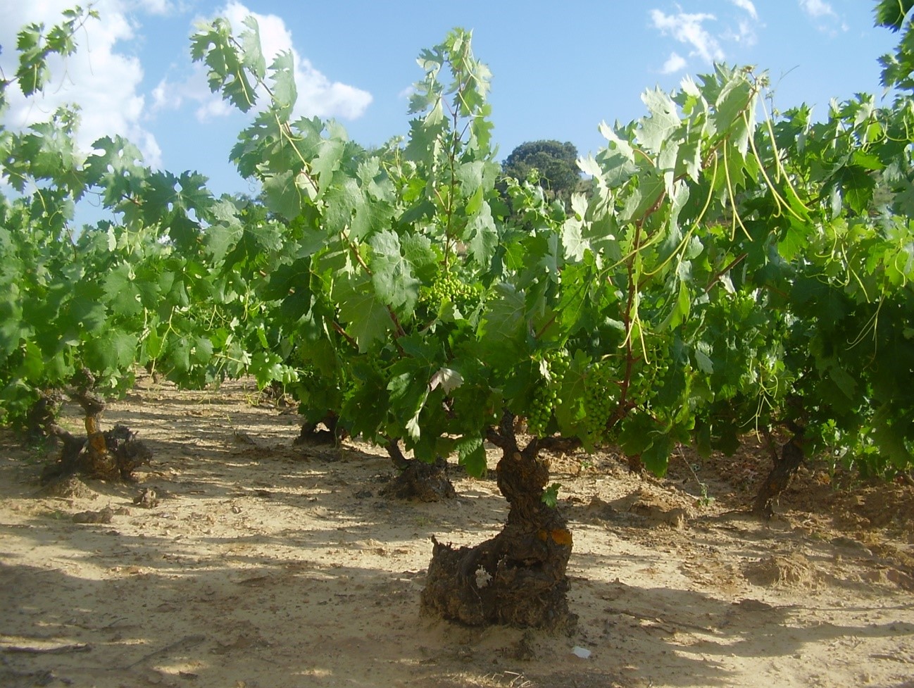 viñedo cantogordo