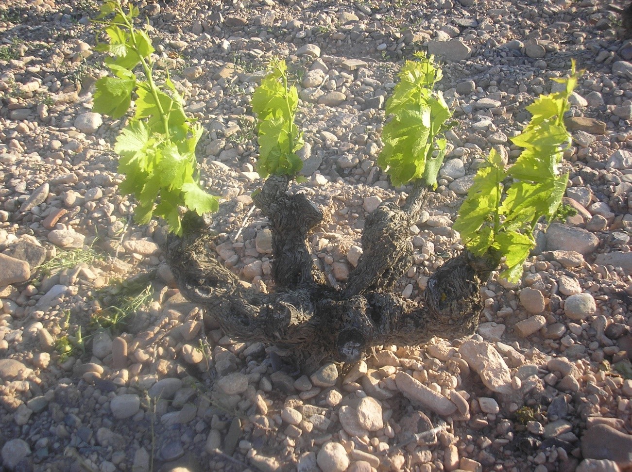 viñedo cantogordo