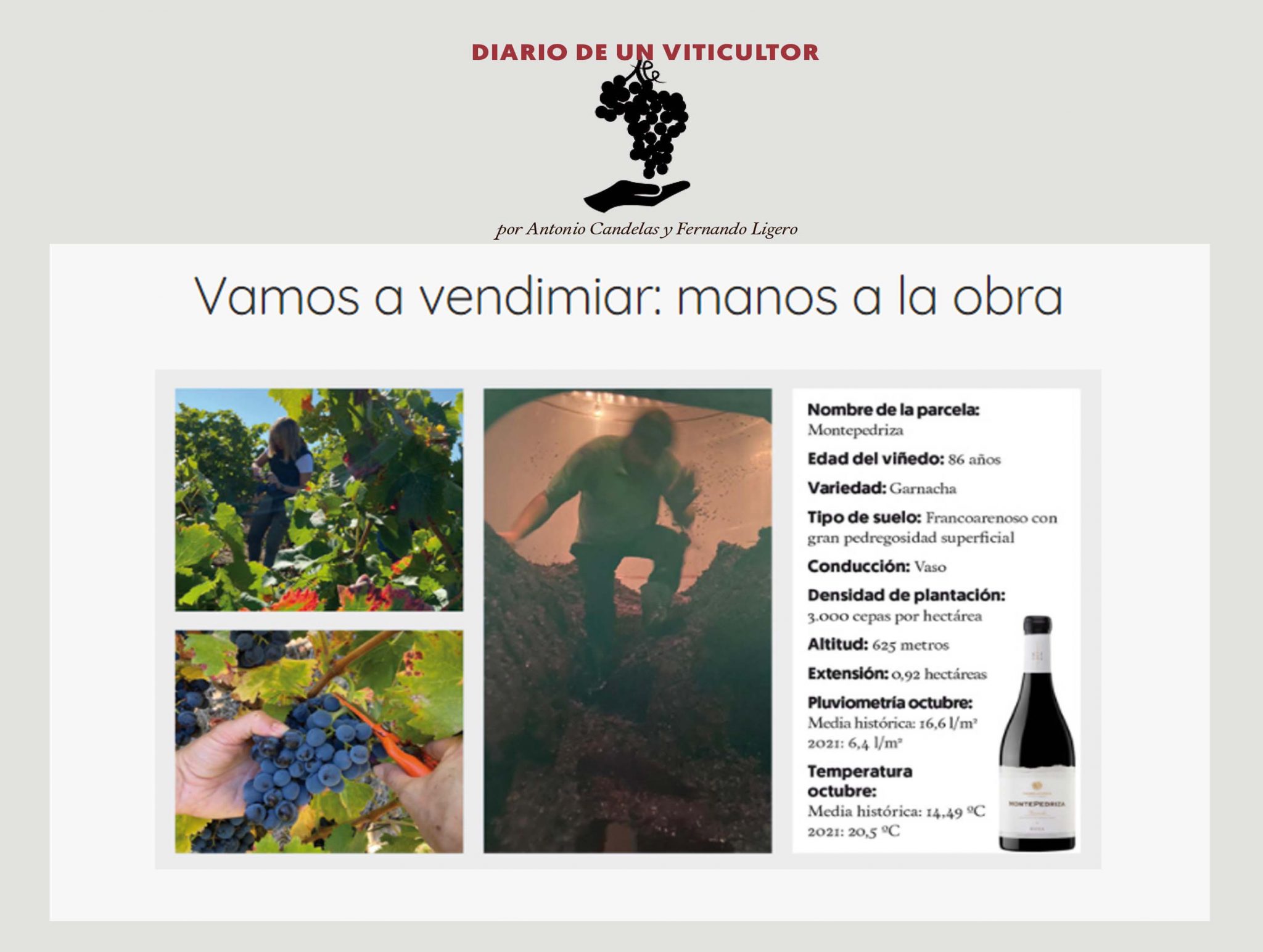 Wine-grower’s Diary: Harvest