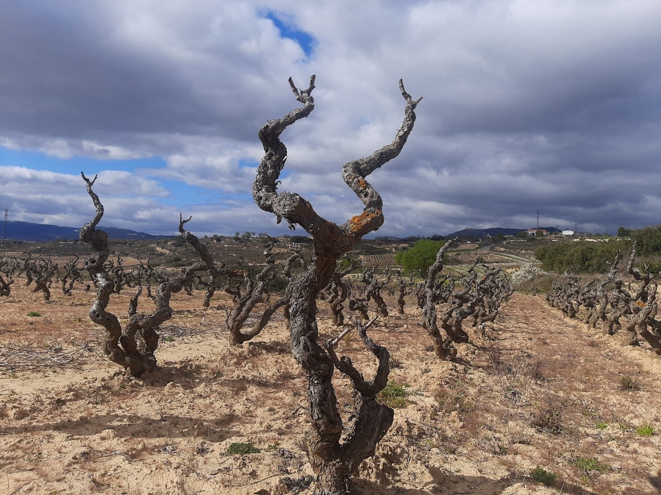 viñedo cantogordo