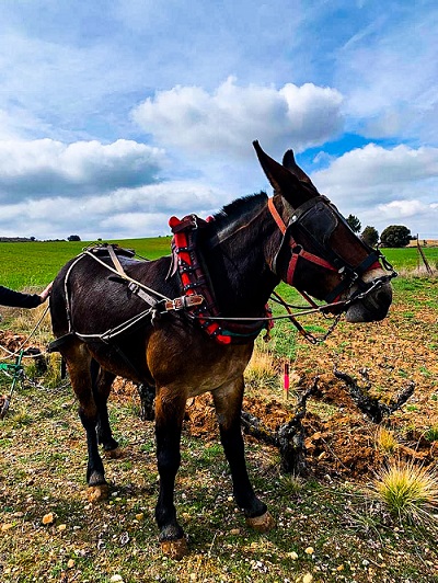 Enoturismo en Hispanobodegas