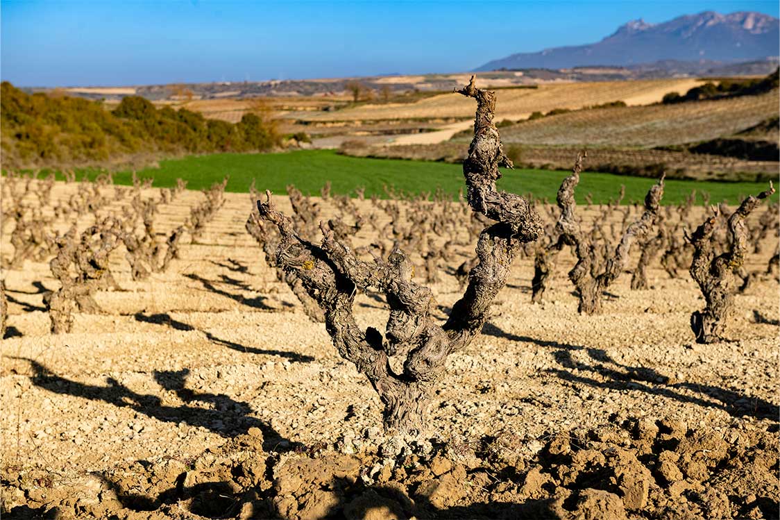 Viñedo Valdelacierva